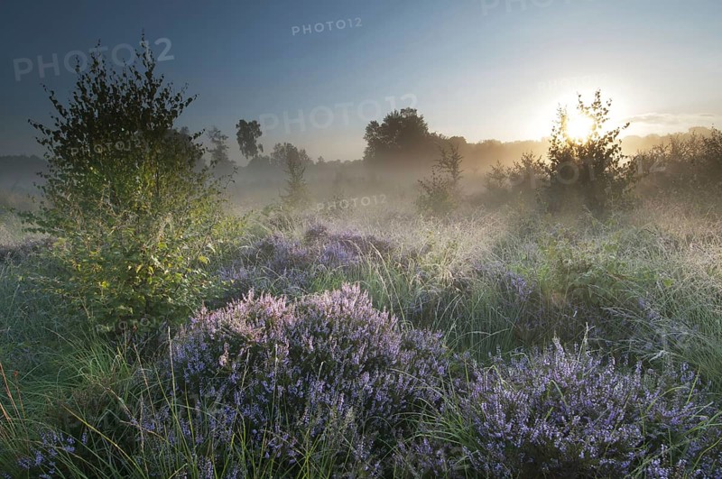 Common heather