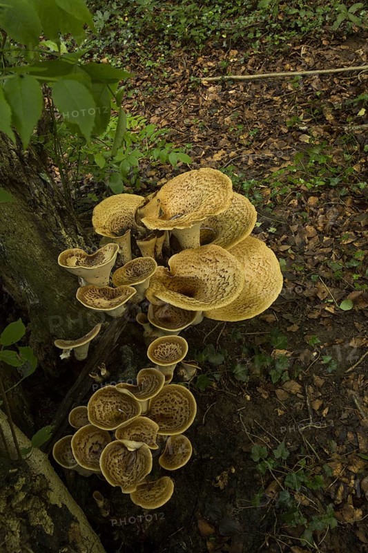 Dryad's Saddle