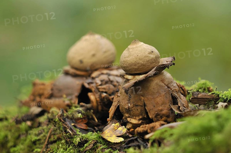 Common Earth-star