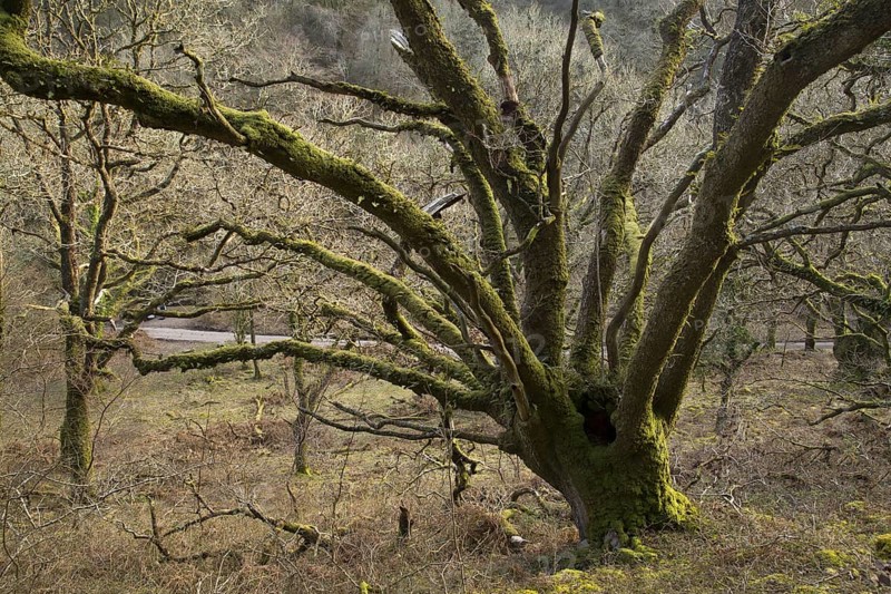 Sessile oak