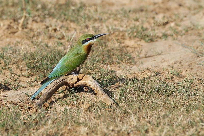 Blue-tailed bee-eater