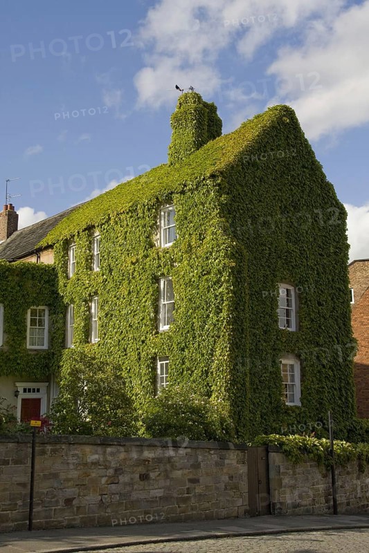 Japanese creeper covering a house