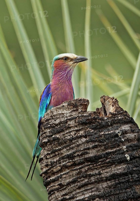 Lilac-breasted roller