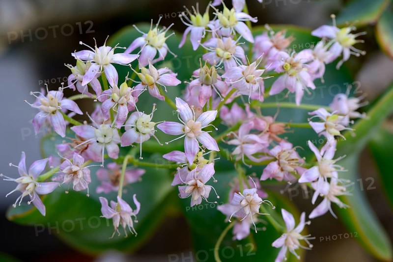 Crassula arborescens