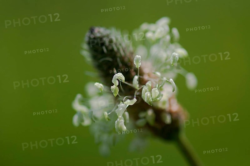 Ribwort
