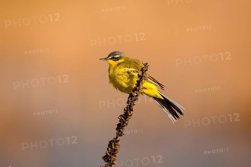 Yellow Wagtail