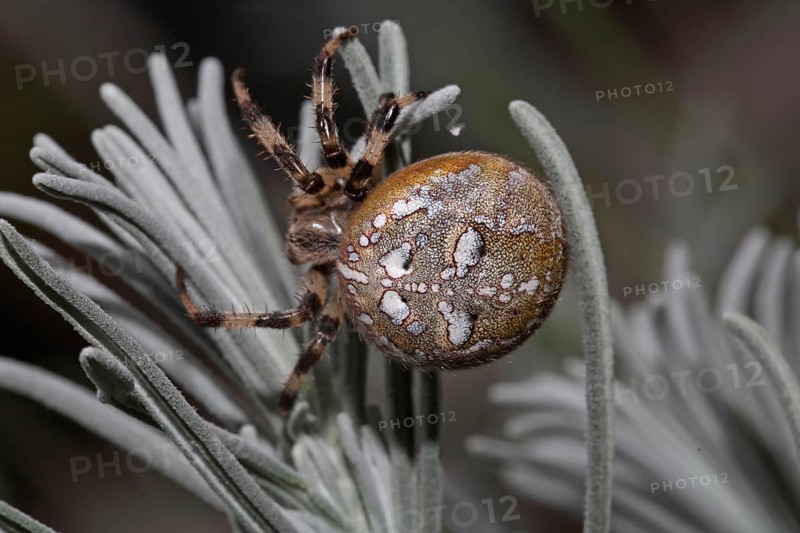Four-spot orb weaver
