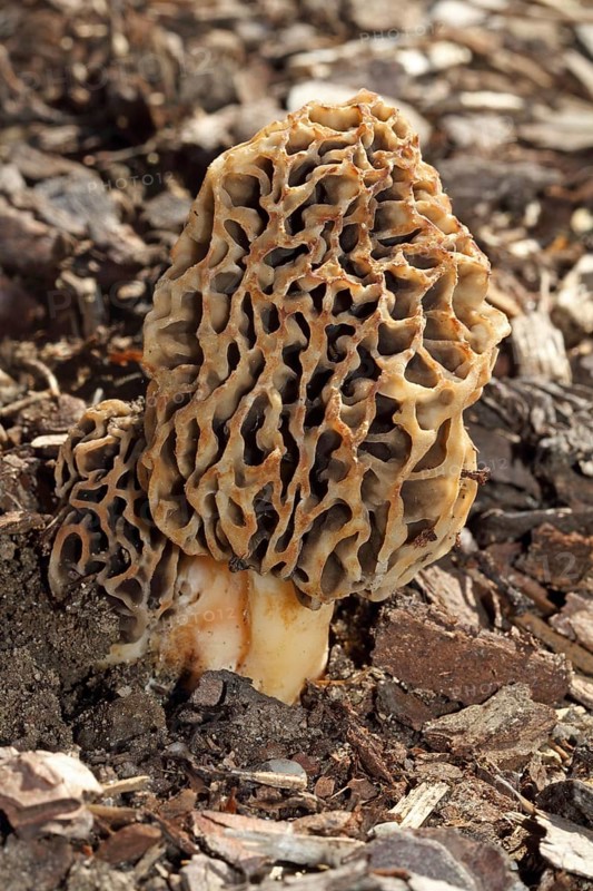 Edible morel