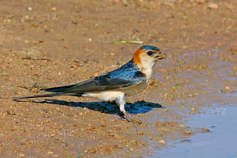 Red-rumped swallow