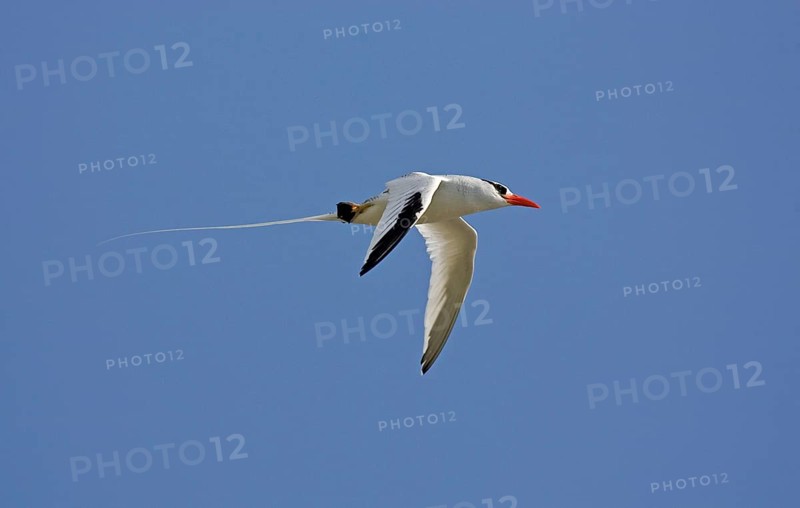 Red-billed Tropicbird