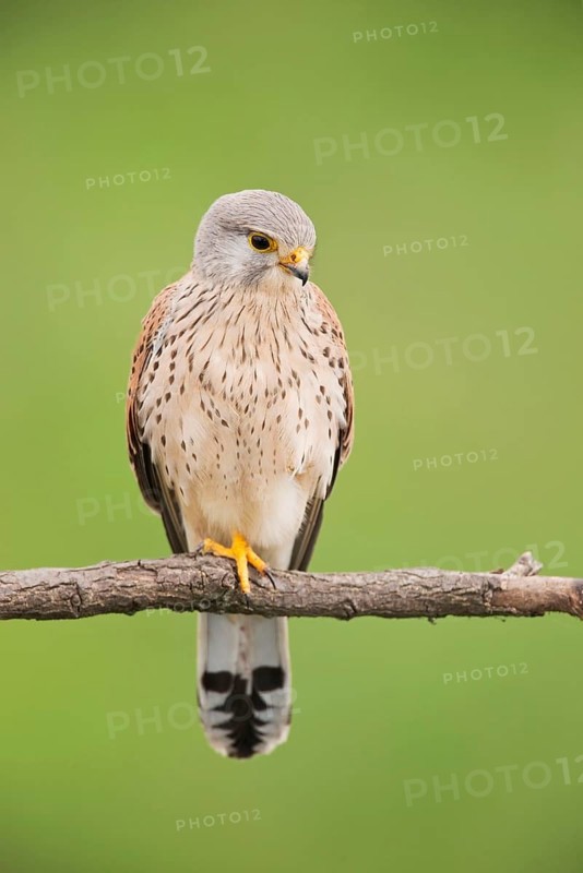 Common Kestrel
