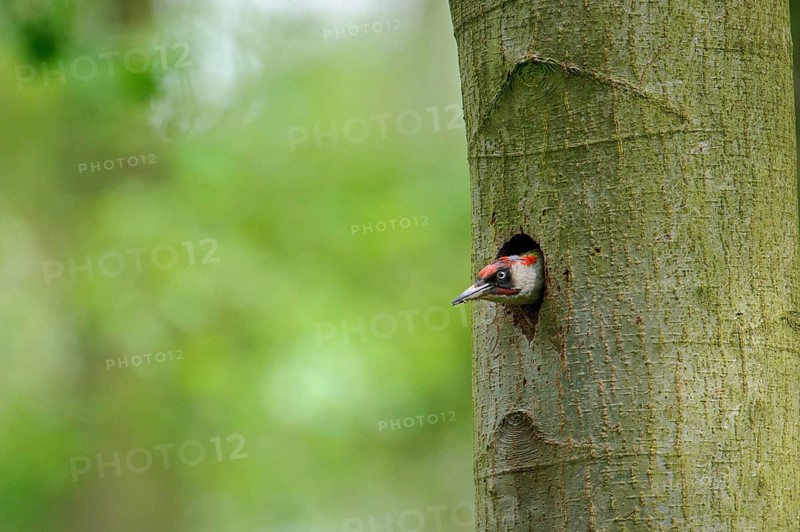 European Green Woodpecker