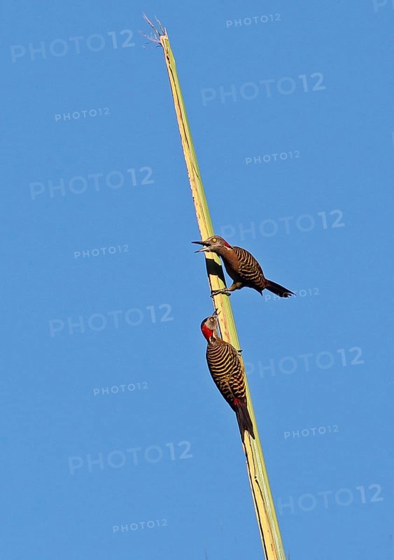 Spanish hispaniolan woodpecker
