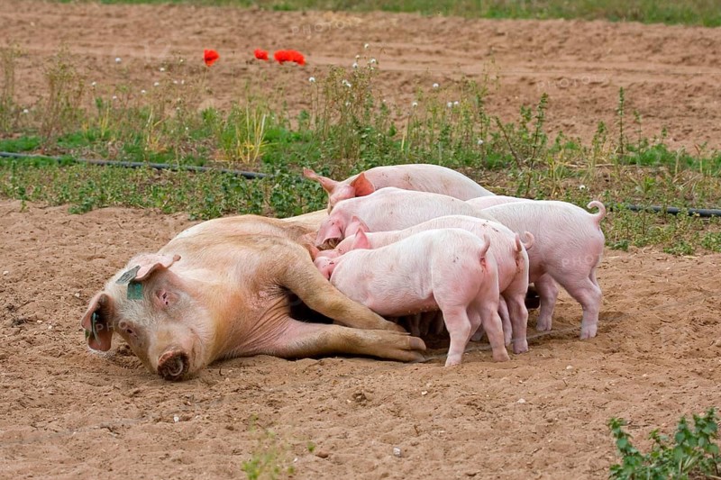 Domestic Pig