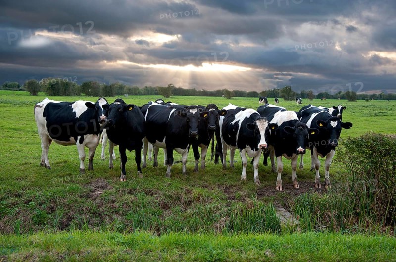 Domestic Cattle