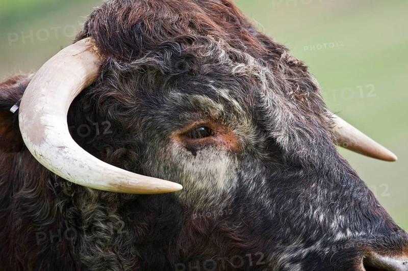 Domestic cattle