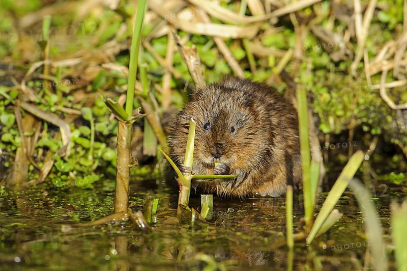 Eastern vole