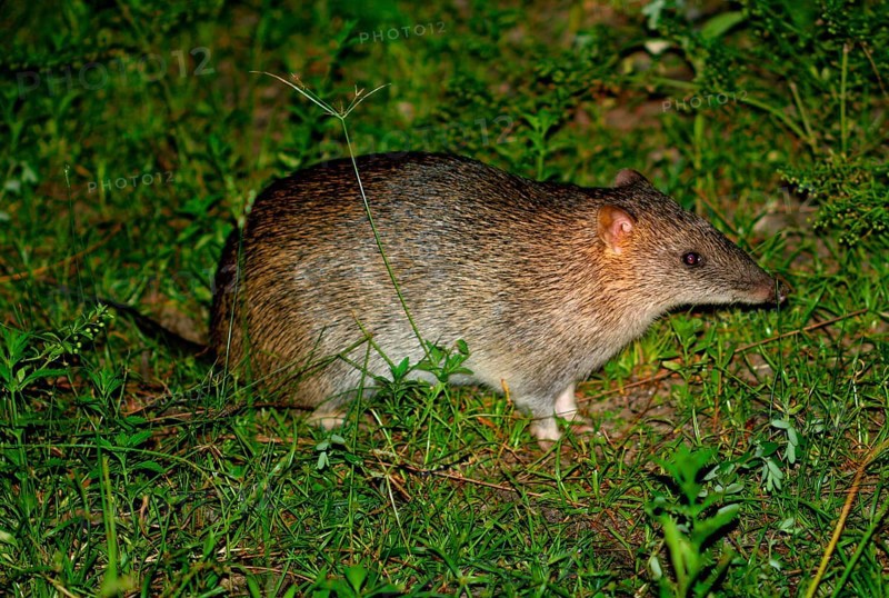 Northern brown northern brown bandicoot