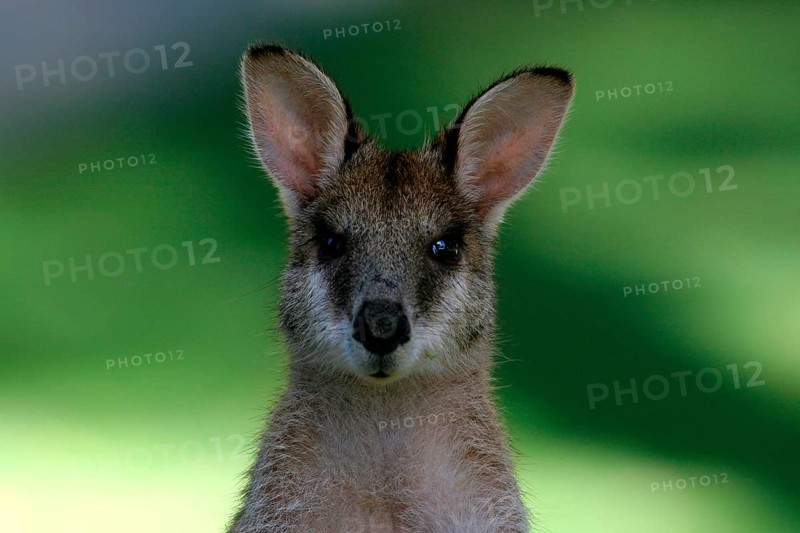 Agile Wallaby