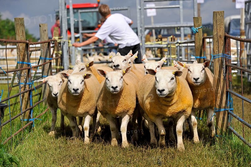Sheep farming