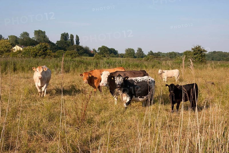 Domestic Cattle