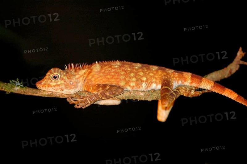 Borneo Crested Lizard