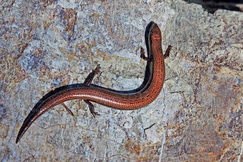 Snake-eyed skink