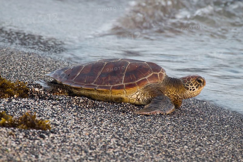 Chelonia mydas agassizi