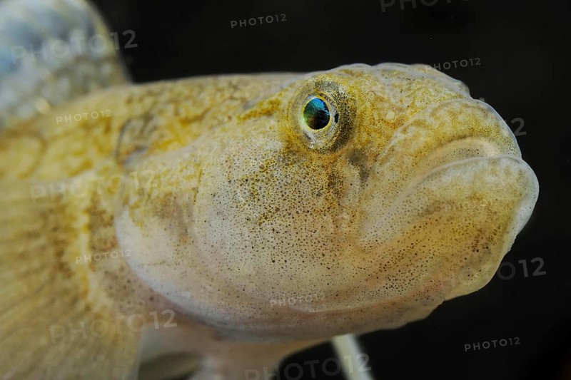 Common Goby