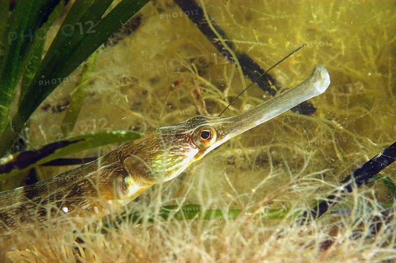 Greater pipefish