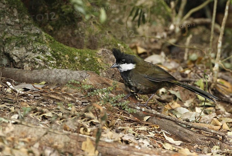 Eastern Whipbird