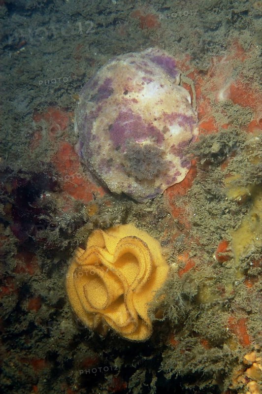 Doris pseudoargus