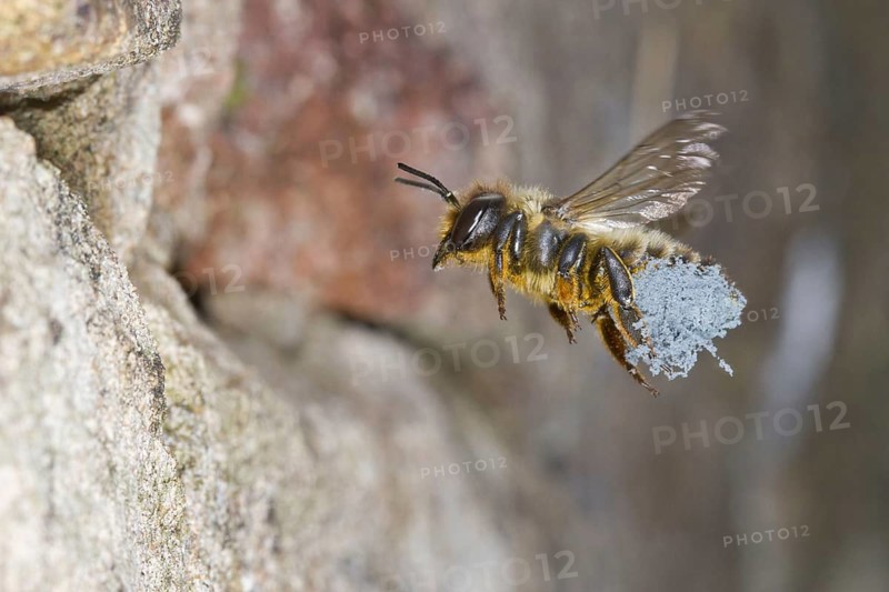 Willoughby's Leafcutter Bee