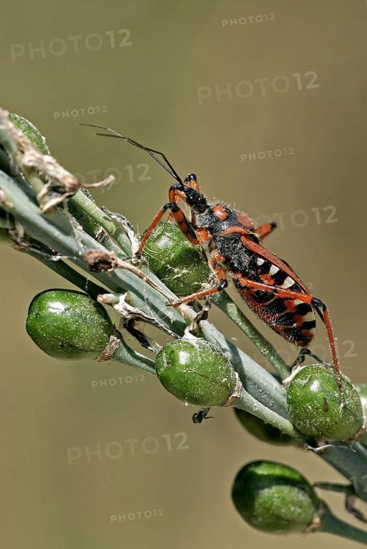 Red assassin bug