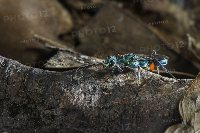 Emerald cockroach wasp
