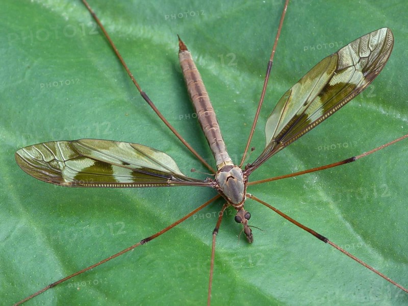 Giant Cranefly