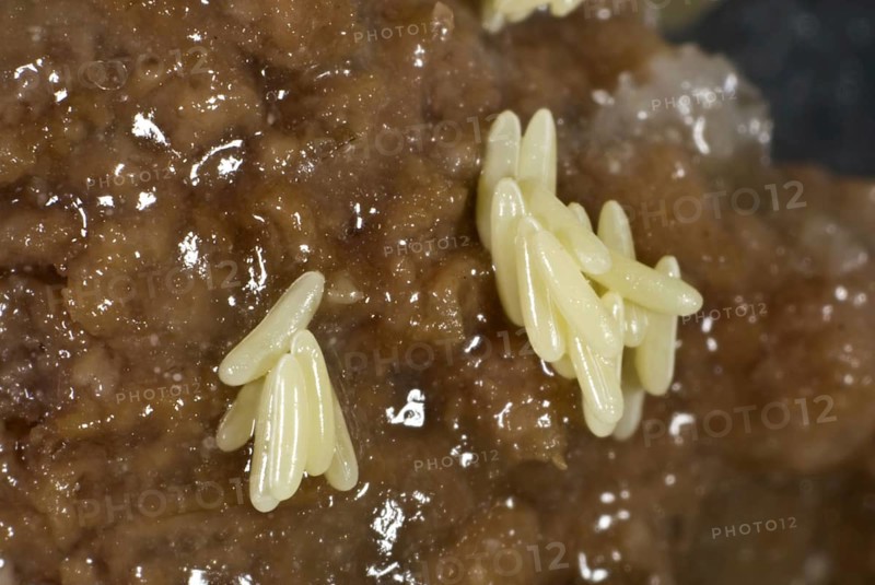 Fly eggs laid on rotting meat