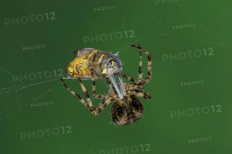 Adult european garden spider