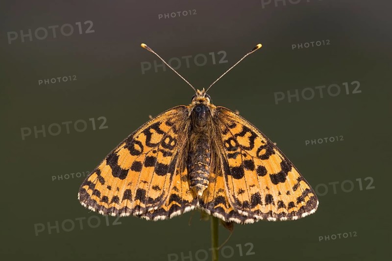 Red fritillary