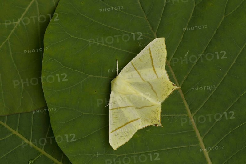 Swallow-tailed Moth