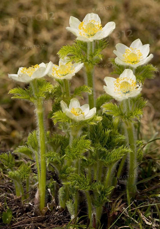 Mountain Pasqueflower