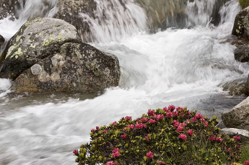 Rusty-leaved alpenrose
