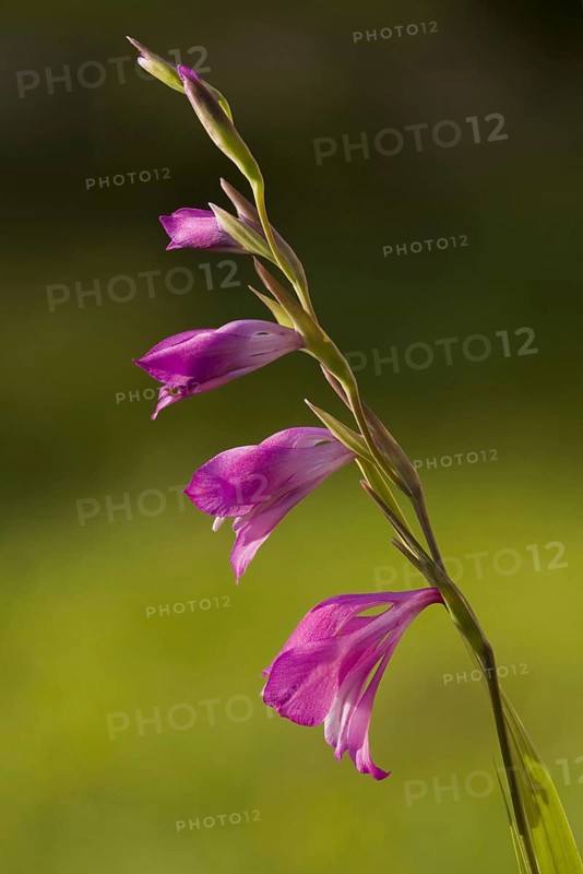 Marsh gladiolus
