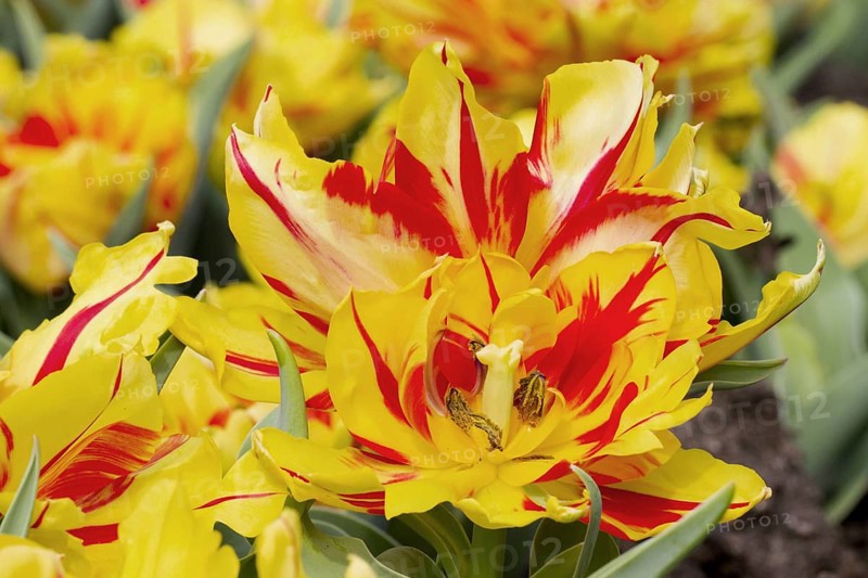 Cultivated tulip