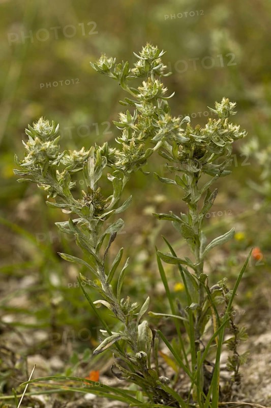 Broad-leaved Cudweed