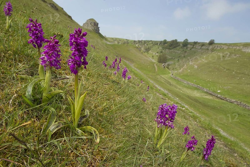 Early Purple Orchid