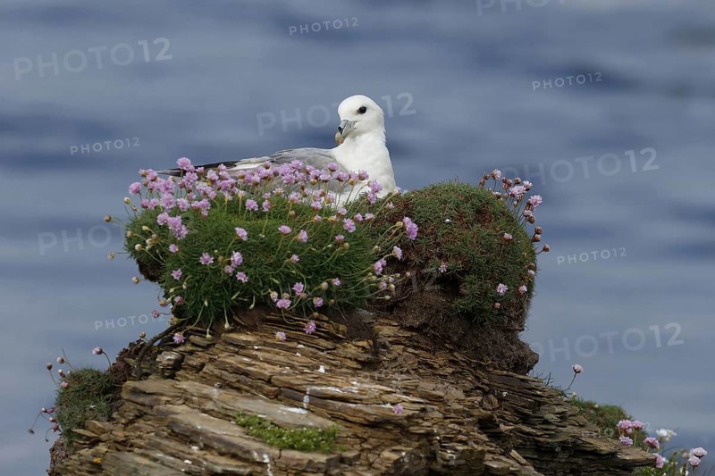 Northern Fulmar