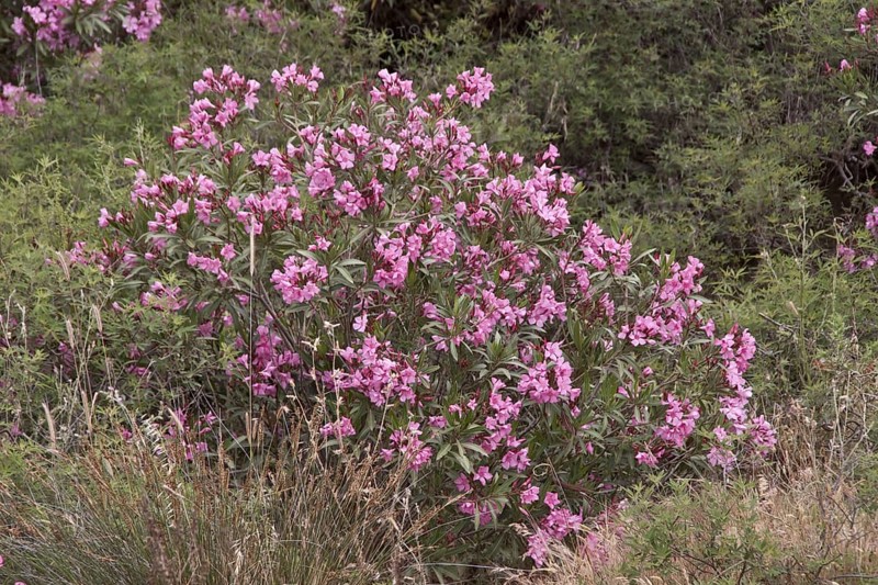 Oleander