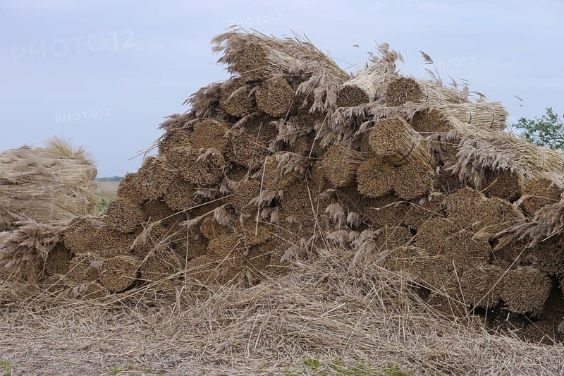Reed cutting
