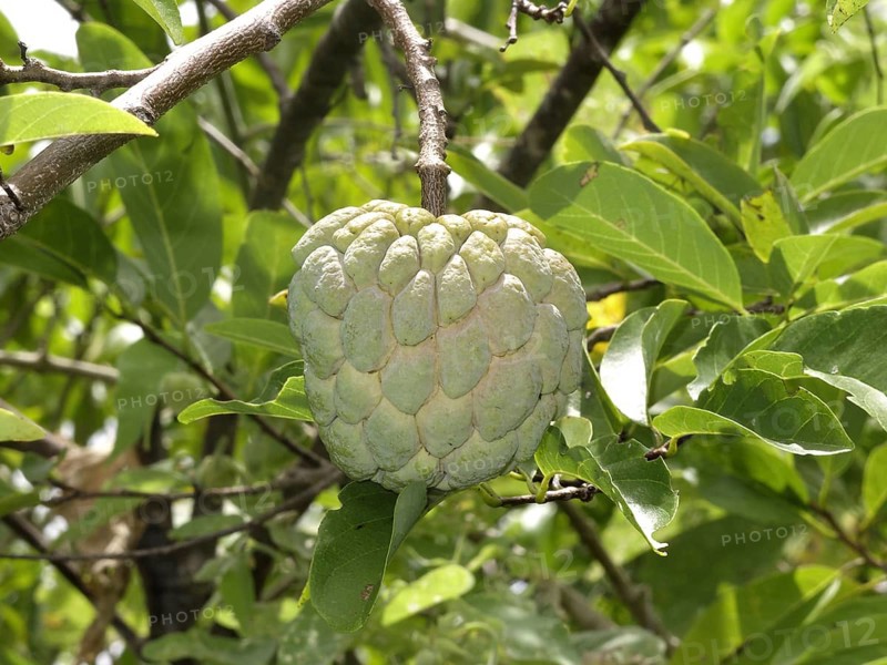 Sugar-apple